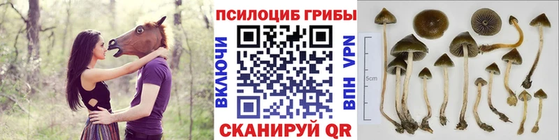 OMG маркетплейс  Ладушкин  Галлюциногенные грибы мицелий 
